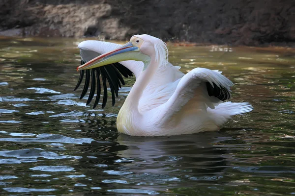 White Pelican — Stock Photo, Image