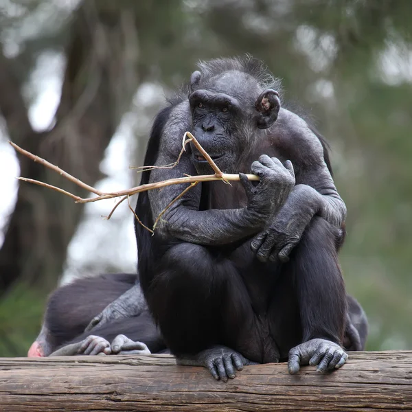 黑猩猩Chimpanzee — 图库照片