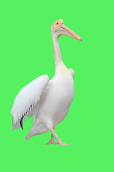 Большой белый пеликан — стоковое фото