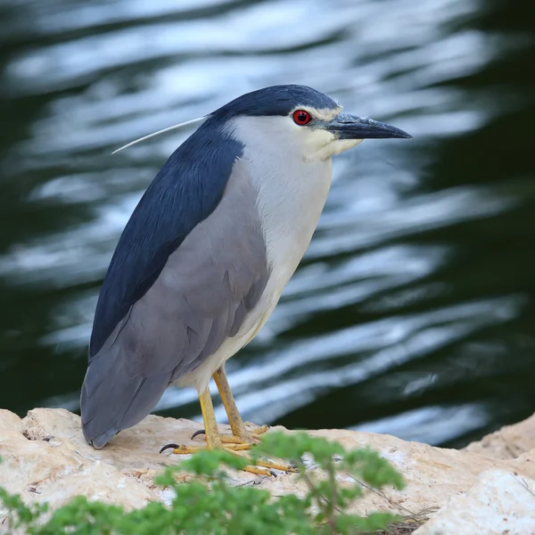 Night-Heron — Stock Photo, Image