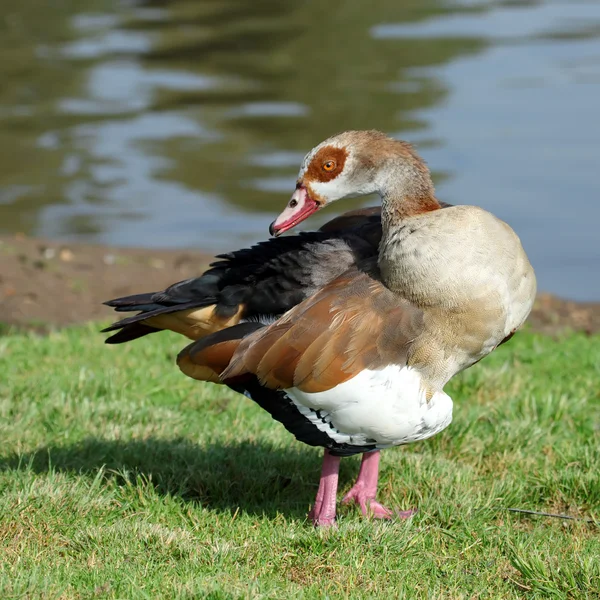 Ägyptische Gans — Stockfoto