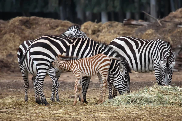 La famille Zebra — Photo