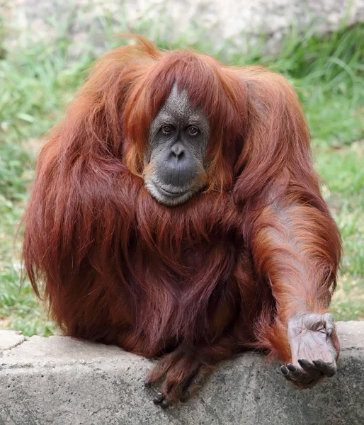 Orangutang — Stockfoto