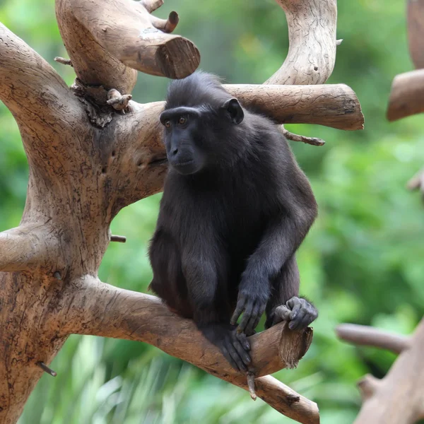 Macaco nero — Foto Stock