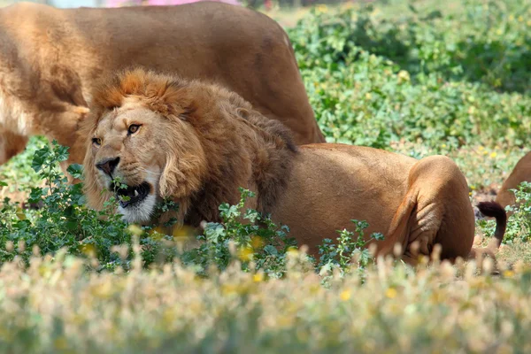 Singa jantan — Stok Foto