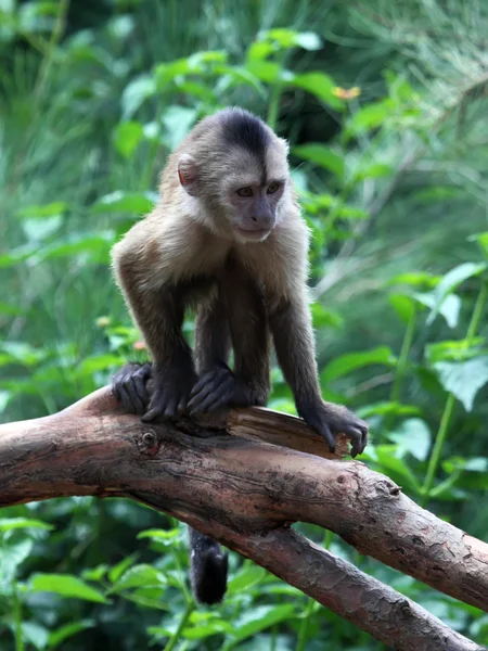 Monkey cub — Stock Photo, Image