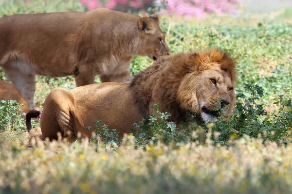 León macho — Foto de Stock