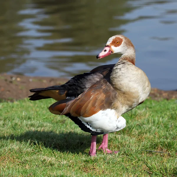 Ägyptische Gans — Stockfoto