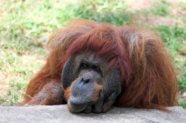 orangutan
