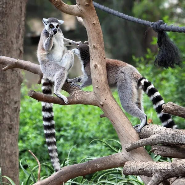 Ring-Tailed Lemurlar — Stok fotoğraf