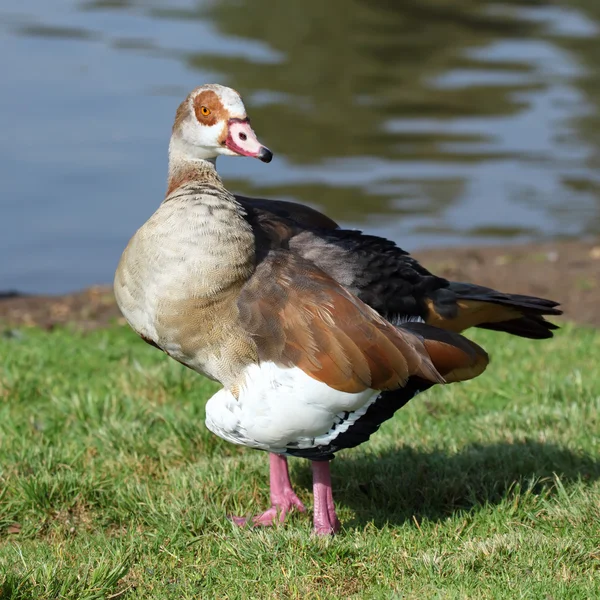 Egyptisk gås — Stockfoto