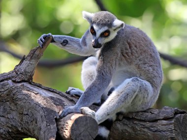 Lemur Hayvanat Bahçesi