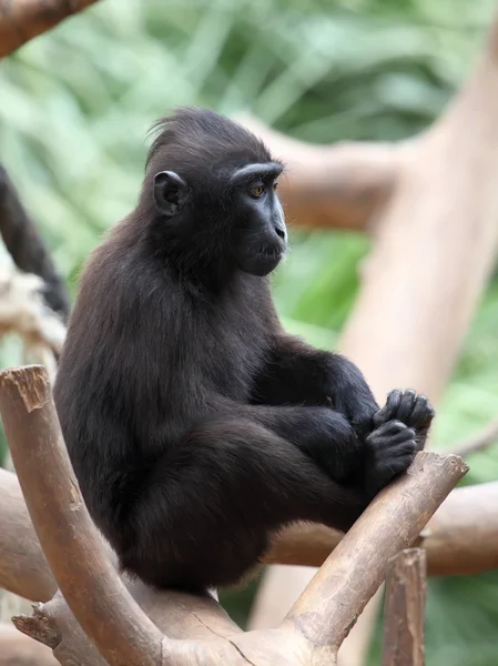 Macaco preto — Fotografia de Stock