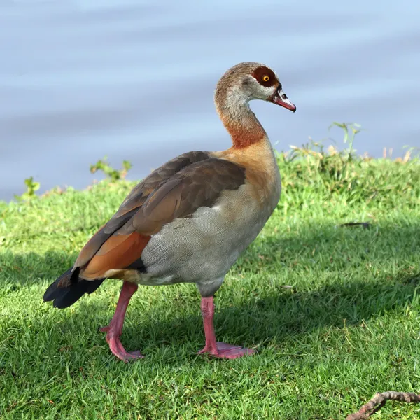 Ägyptische Gans — Stockfoto