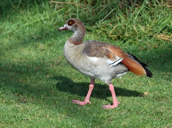 Egyptian Goose — Stock Photo, Image