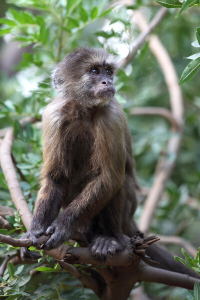 Capuchin monkey on tree branch