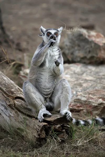 Lemur — Stok fotoğraf