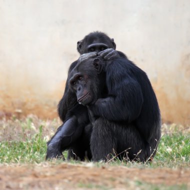 two Chimpanzees clipart