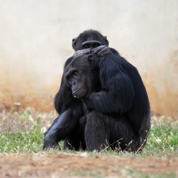 Δύο χιμπατζήδες — Φωτογραφία Αρχείου