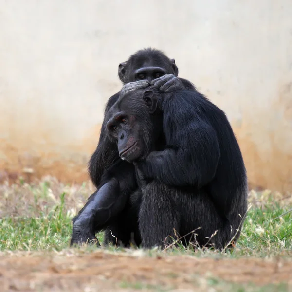 Deux chimpanzés — Photo