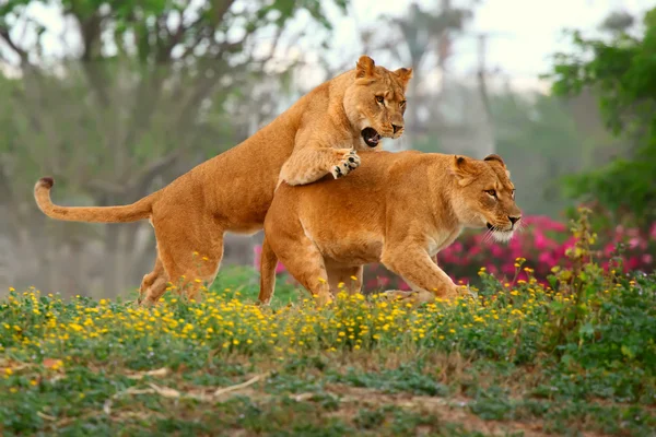 Löwenweibchen — Stockfoto