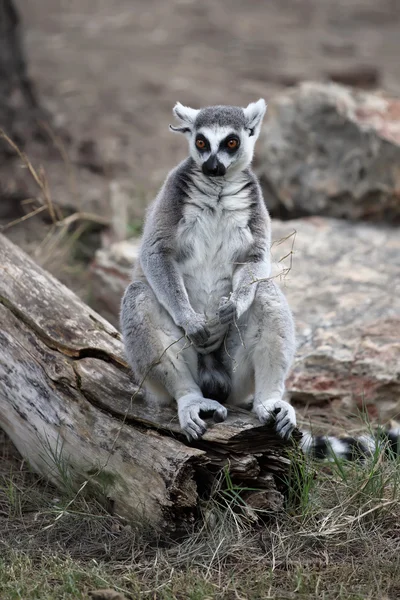 Lemur — Stock fotografie