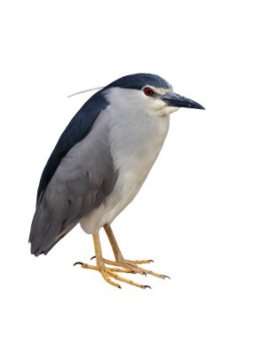 Night-Heron