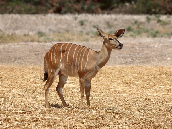 Antilop kudu — Stok fotoğraf