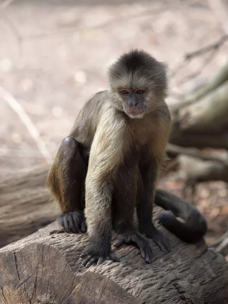 Capuchino. —  Fotos de Stock