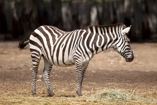 Zebra — Stok fotoğraf