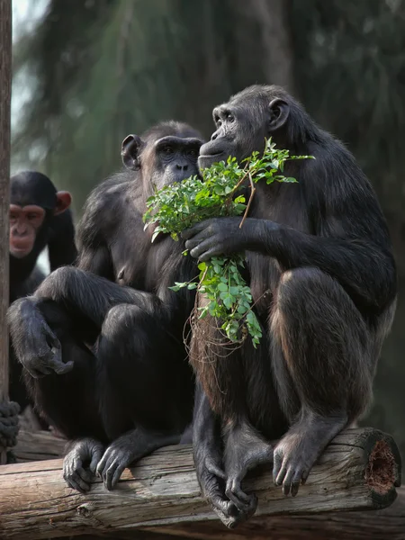 Chimpanzee family — Stock Photo, Image