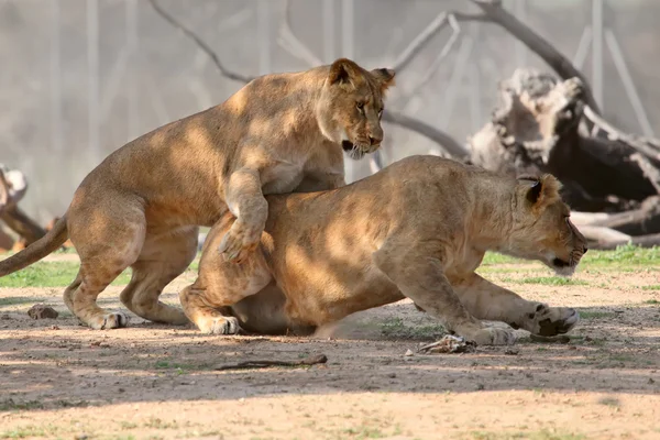 Leones jugando en un zoológico — Foto de Stock