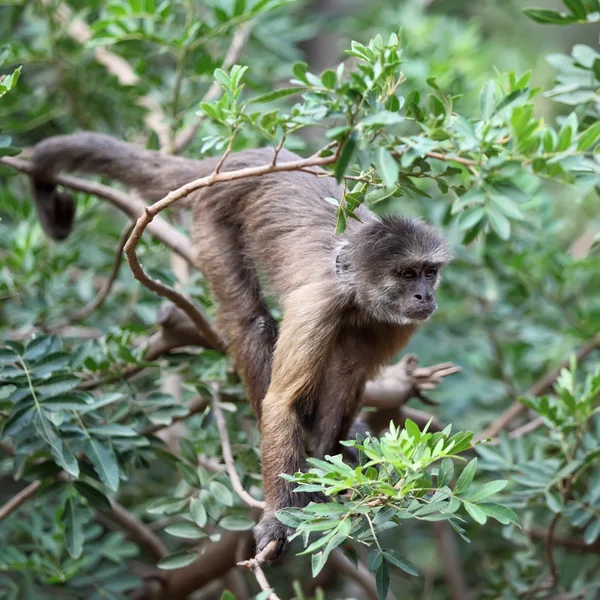 Capuchin — Stock Photo, Image