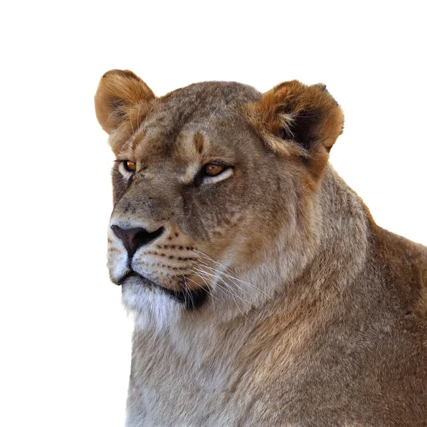 Lioness — Stock Photo, Image