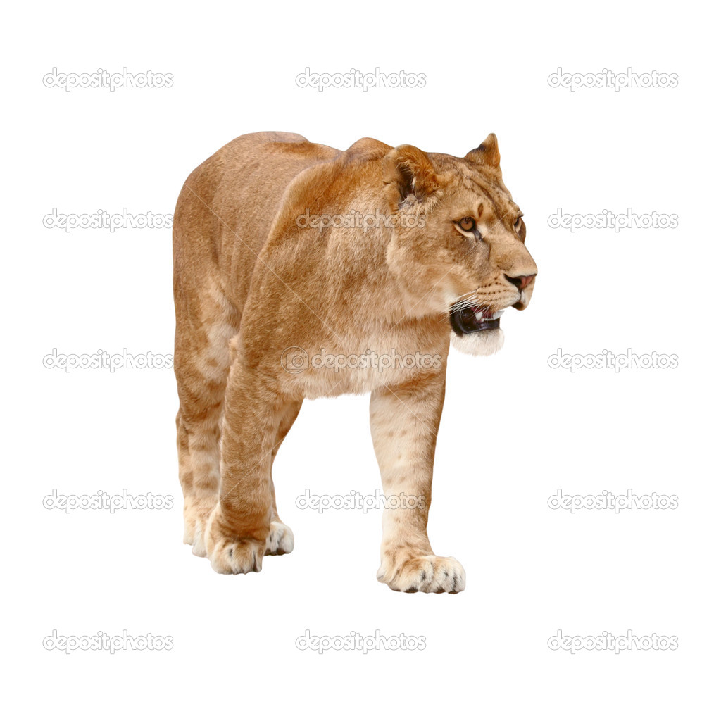 Lioness