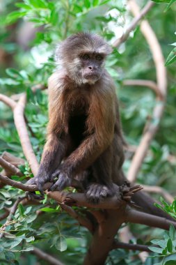 Capuchin