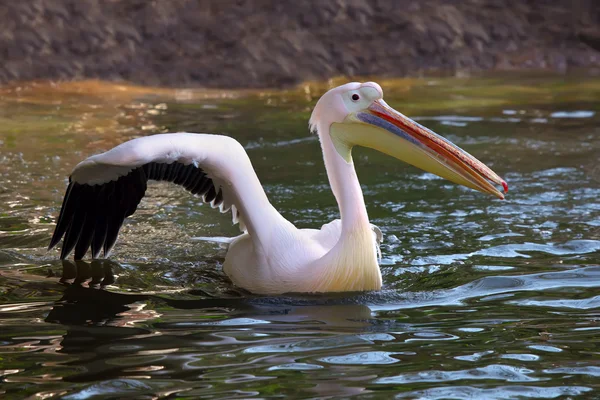 Pellicano bianco — Foto Stock