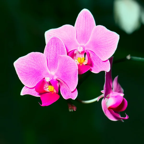 Flores de orquídeas — Fotografia de Stock