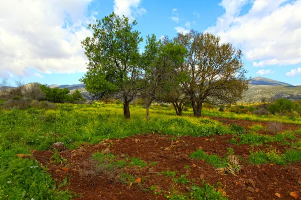 Paisagem selvagem — Fotografia de Stock