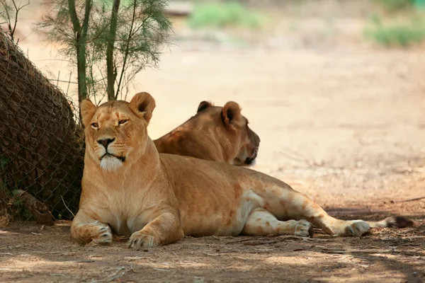 Lioness — Stock Photo, Image