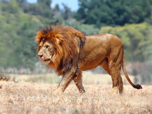 Aslan