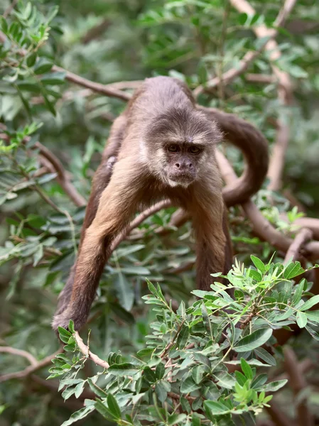 Capuchino. — Foto de Stock