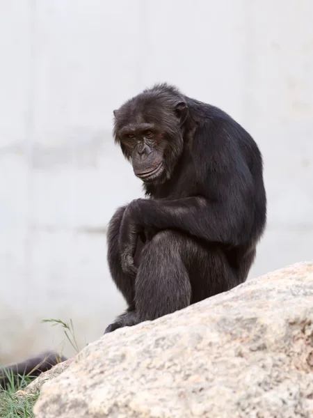 Chimpancé — Foto de Stock