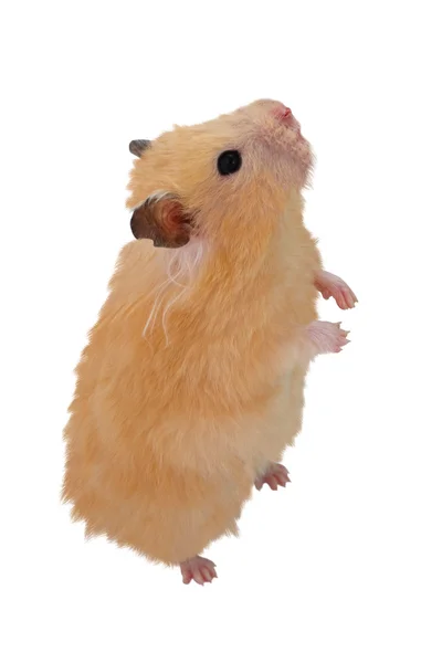 Hamster — Stockfoto