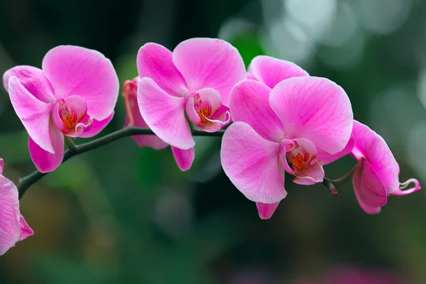 Orquídea — Fotografia de Stock