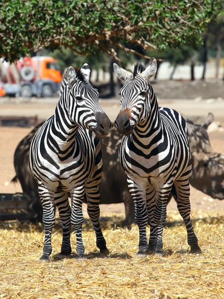 Zebra stepní — Stock fotografie