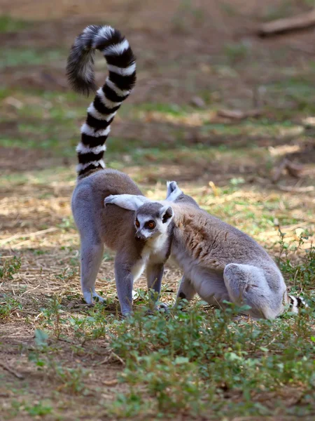 Lemury — Zdjęcie stockowe
