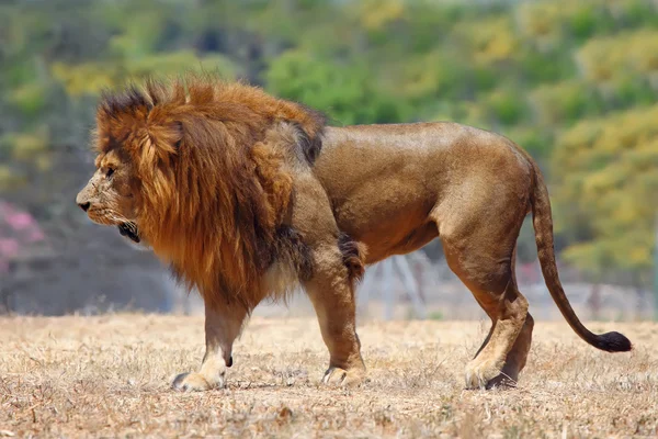 Erkek aslan — Stok fotoğraf