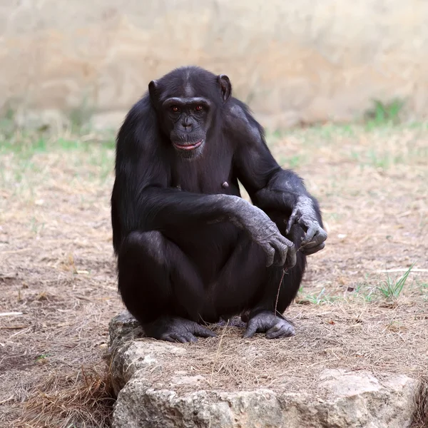 黑猩猩Chimpanzee — 图库照片