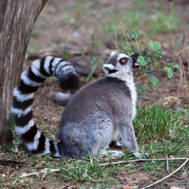 Lemur